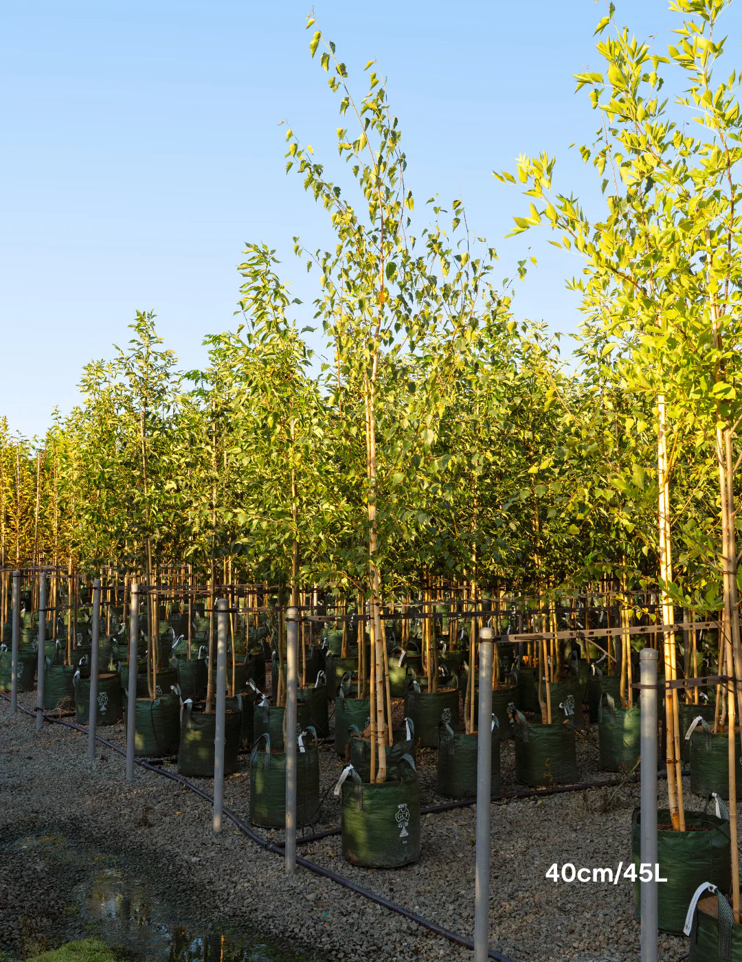 Betula pendula 'Moss White' (Moss White Silver Birch)