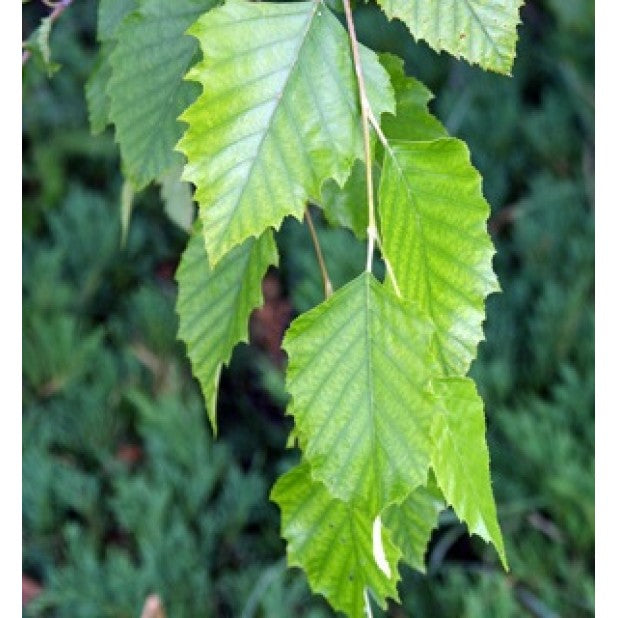 Betula Nigra (Tropical Birch)