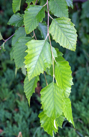 Betula nigra (River Birch)
