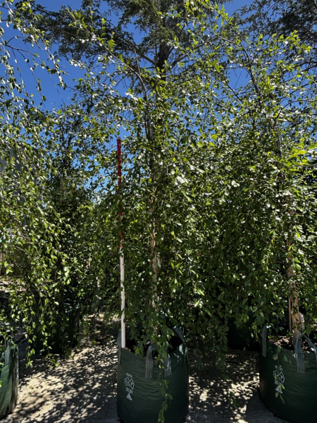 Betula Nigra 'Summer Cascade' (Weeping River Birch)