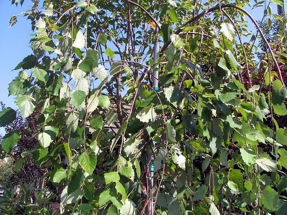 Betula nigra Summer Cascade (Weeping Birch)