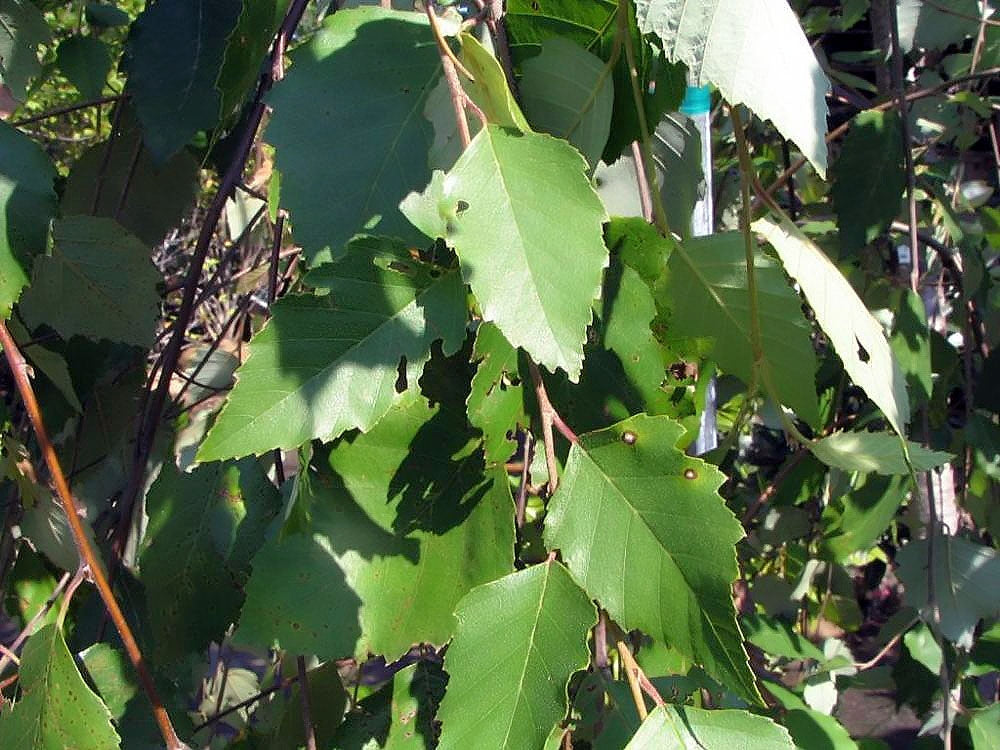 Betula nigra Summer Cascade (Weeping Birch)