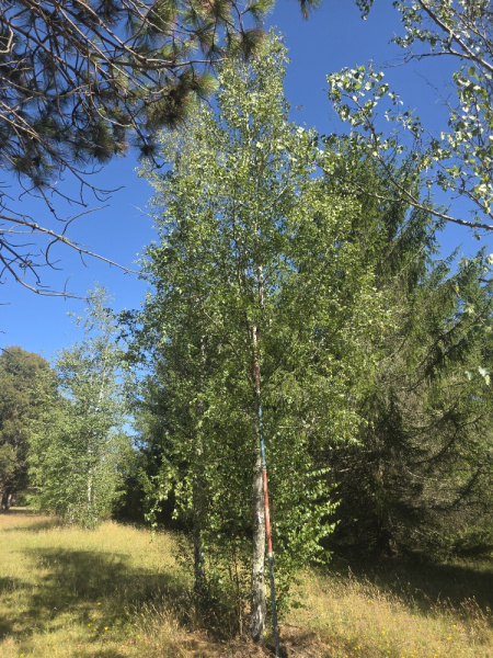 Betula Pendula ‘Alba’ (Silver Birch)