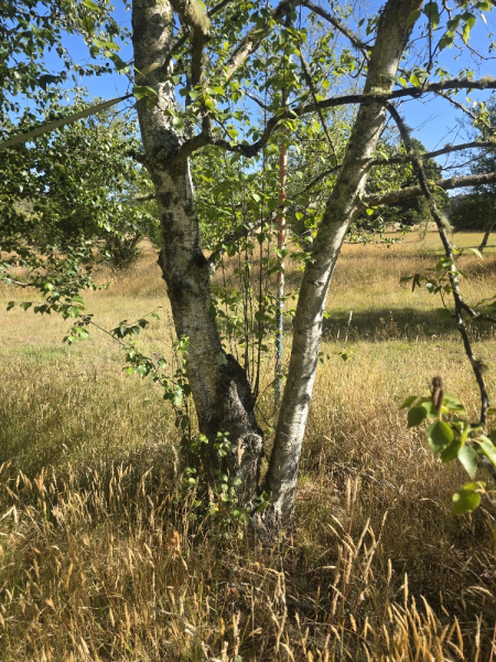 Betula Pendula ‘Alba’ (Silver Birch)
