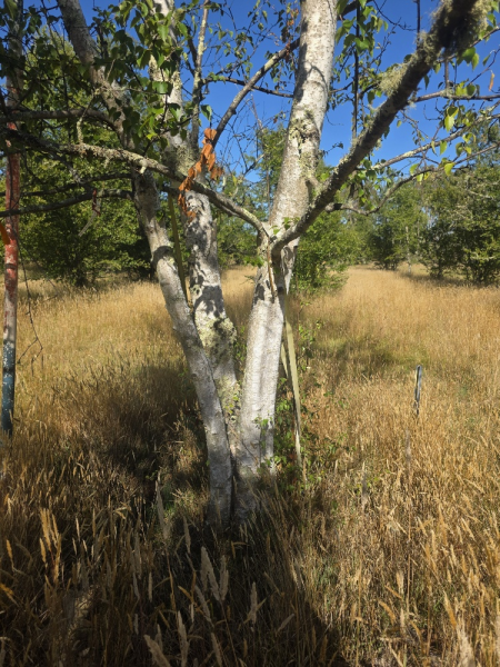 Betula Pendula Alba Copse (Silver Birch)