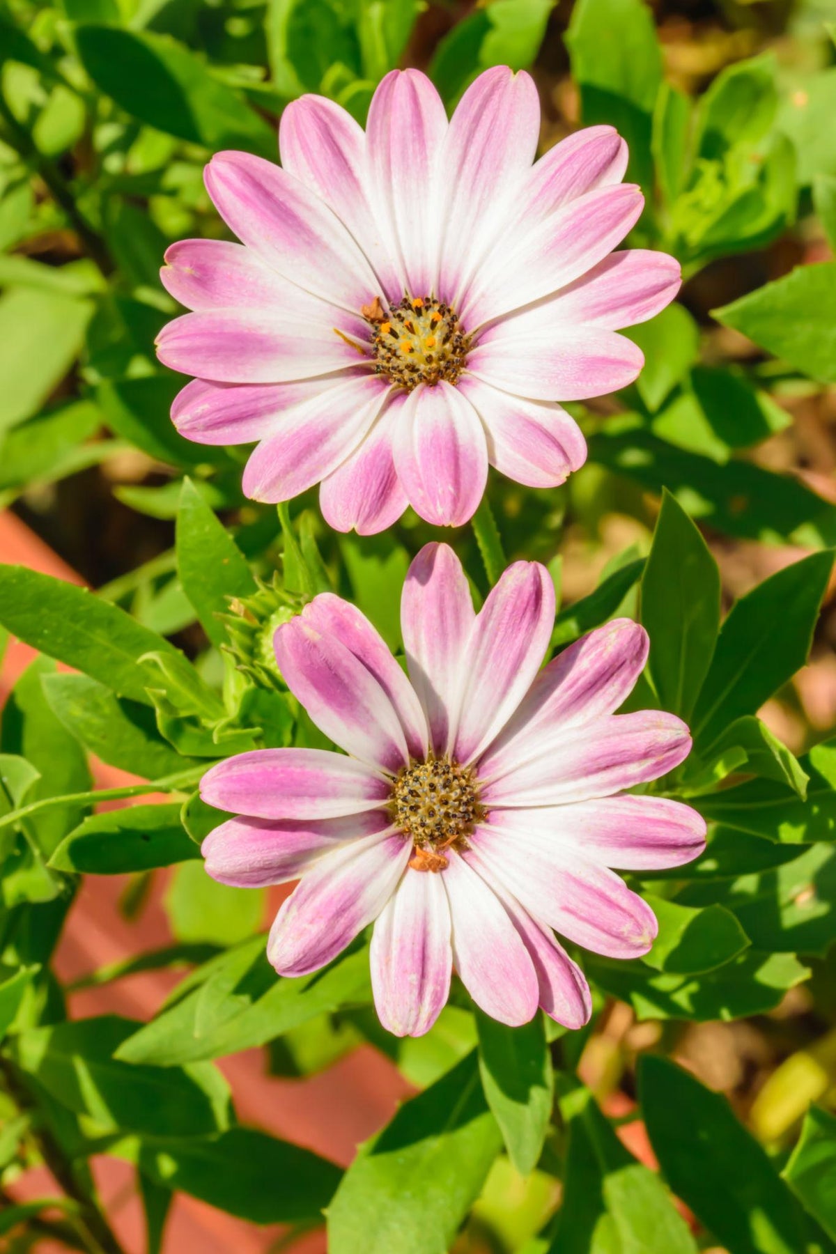 Osteospermum Ecklonis ‘Impassion Pink White’ (Pink White African Daisy)
