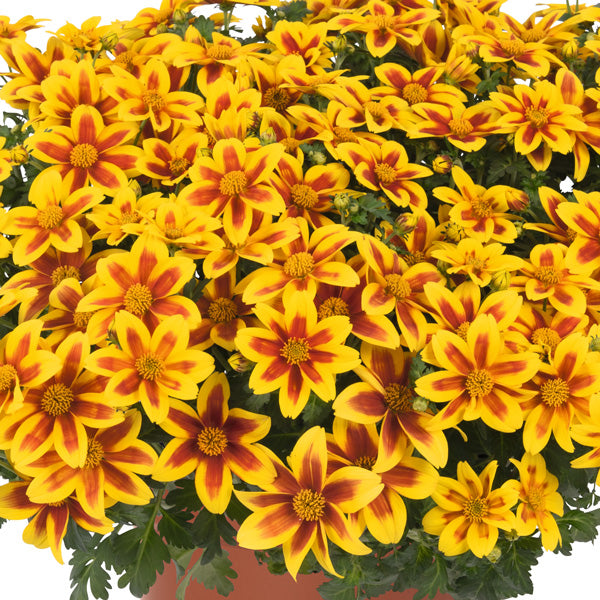 Bidens ferulifolia (Bidy Boom Red Eye)