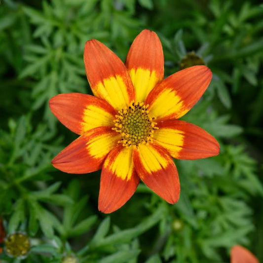 Bidens Ferulifolia 'Blazing Embers' (Blazing Embers Bidens)