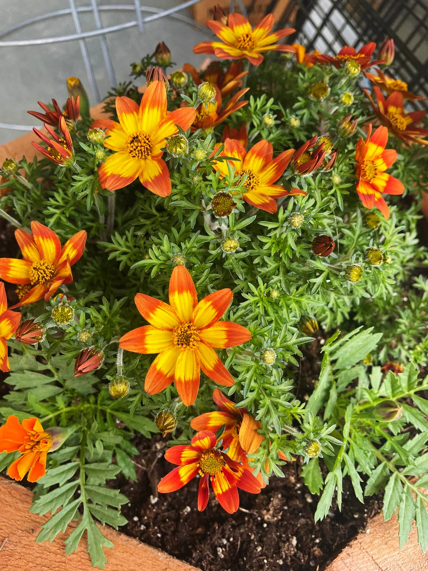Bidens Ferulifolia 'Blazing Embers' (Blazing Embers Bidens)