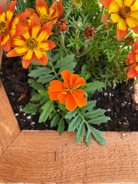 Bidens Ferulifolia 'Blazing Embers' (Blazing Embers Bidens)