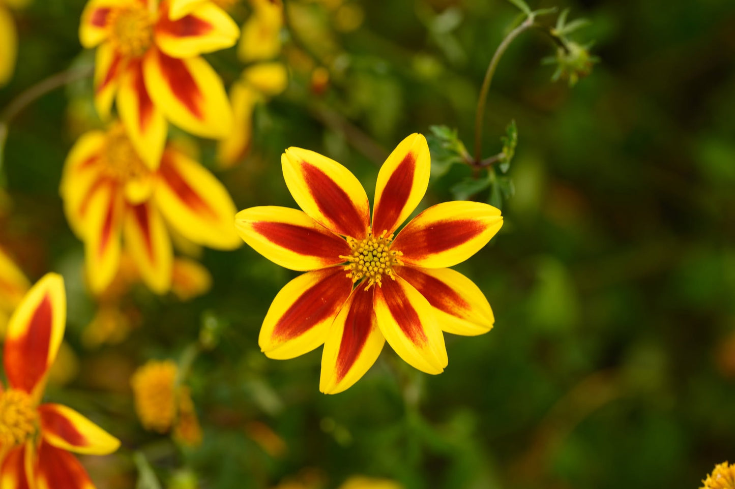 Bidens Ferulifolia 'Blazing Star' (Bidens)