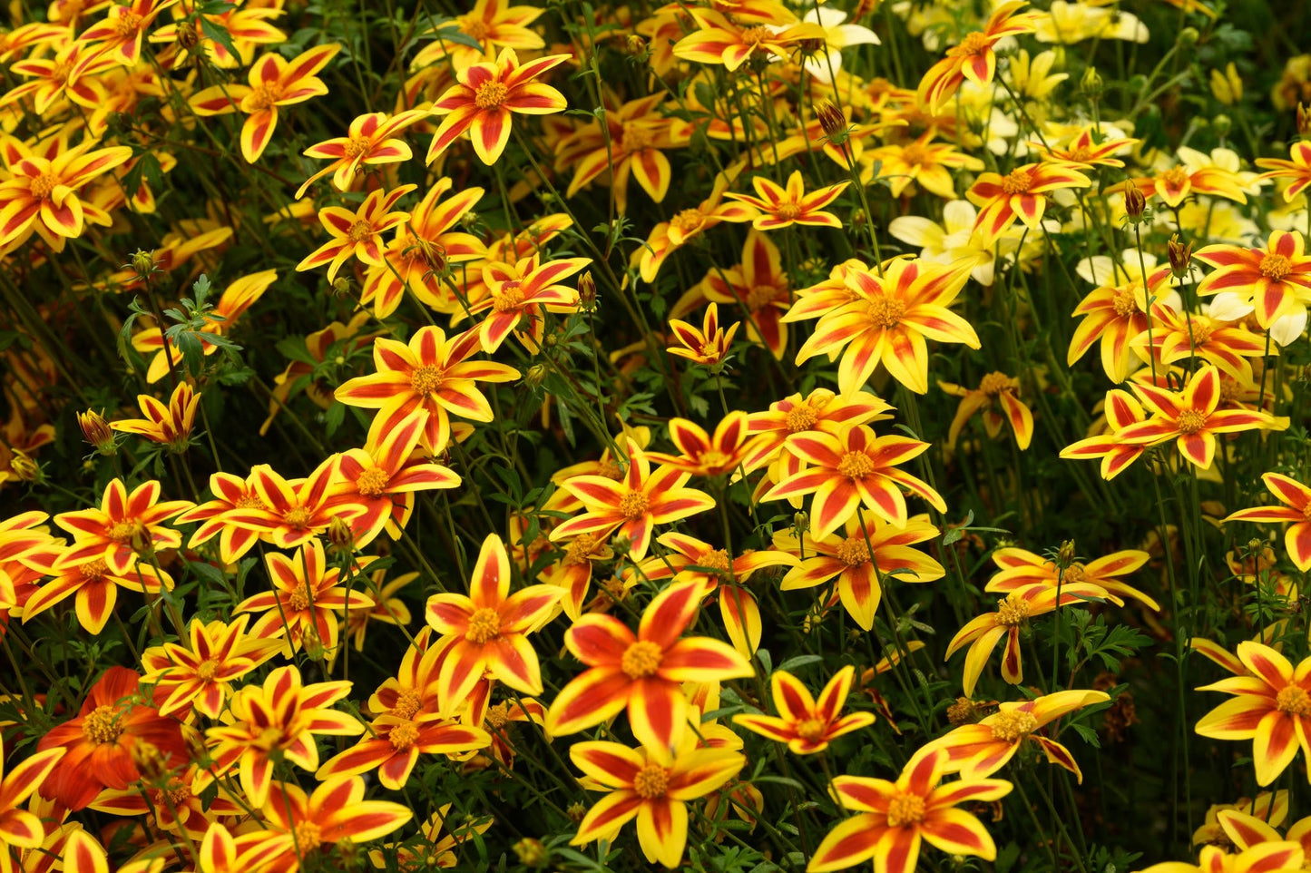Bidens Ferulifolia 'Blazing Star' (Bidens)