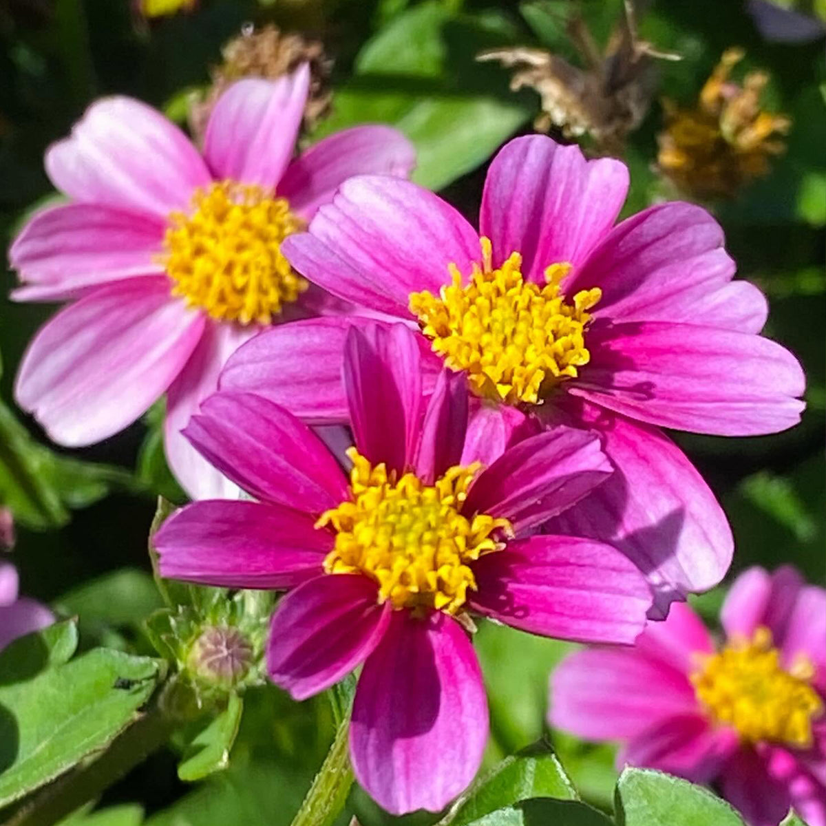 Bidens Ferulifolia 'Pretty In Pink' (Pretty In Pink Bidens)