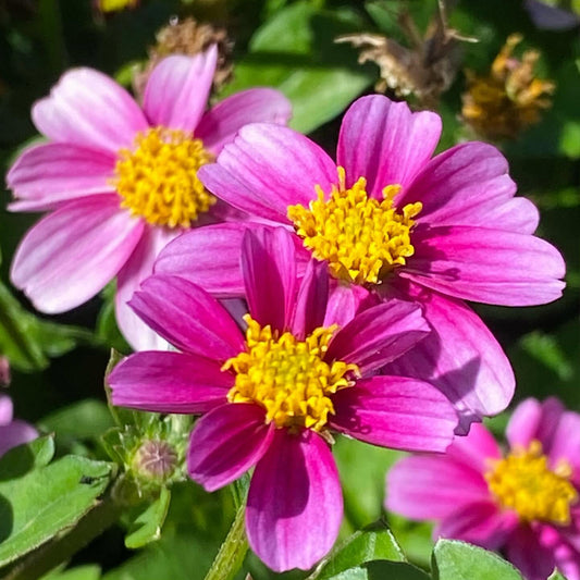 Bidens Ferulifolia 'Pretty In Pink' (Pretty In Pink Bidens)