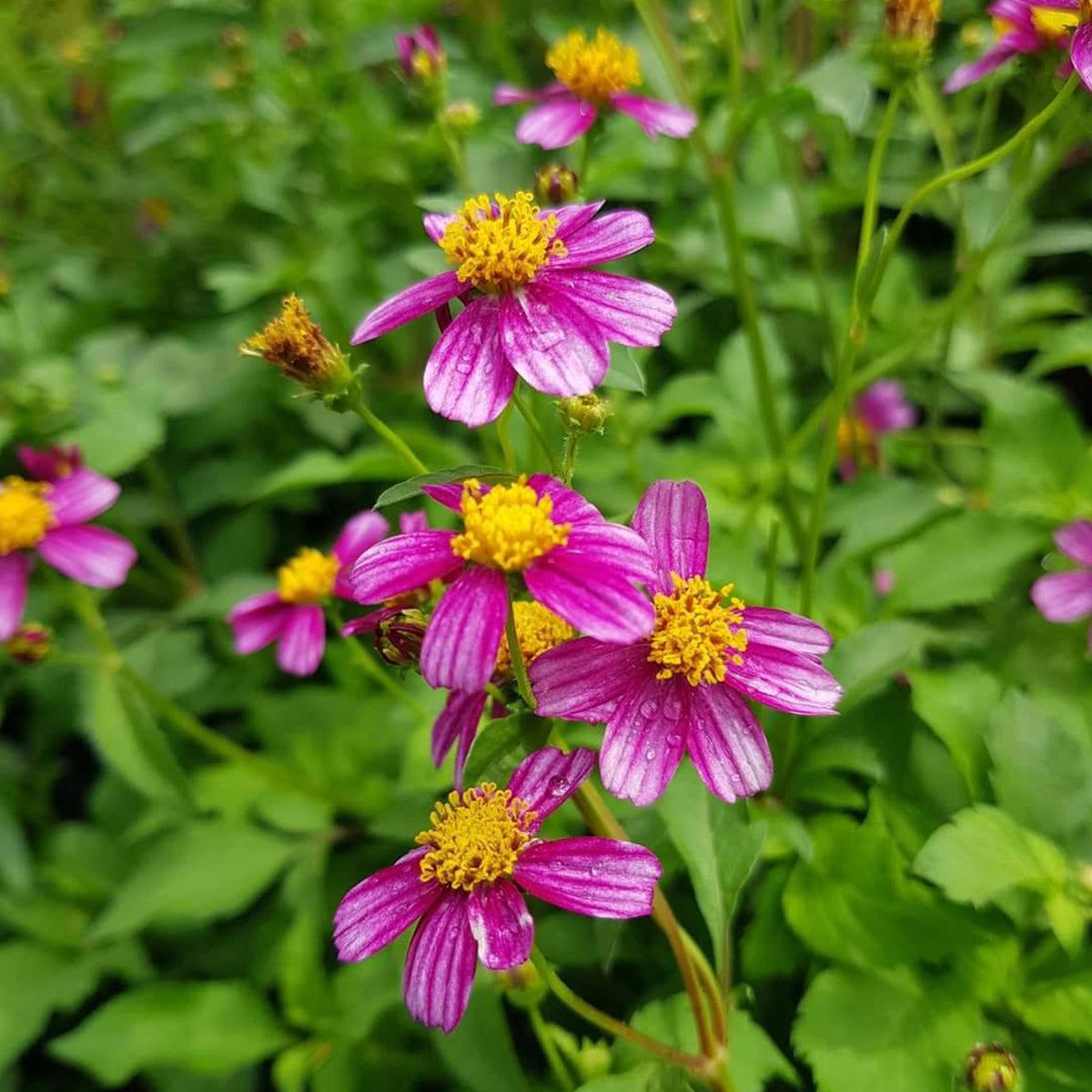 Bidens Ferulifolia 'Pretty In Pink' (Pretty In Pink Bidens)