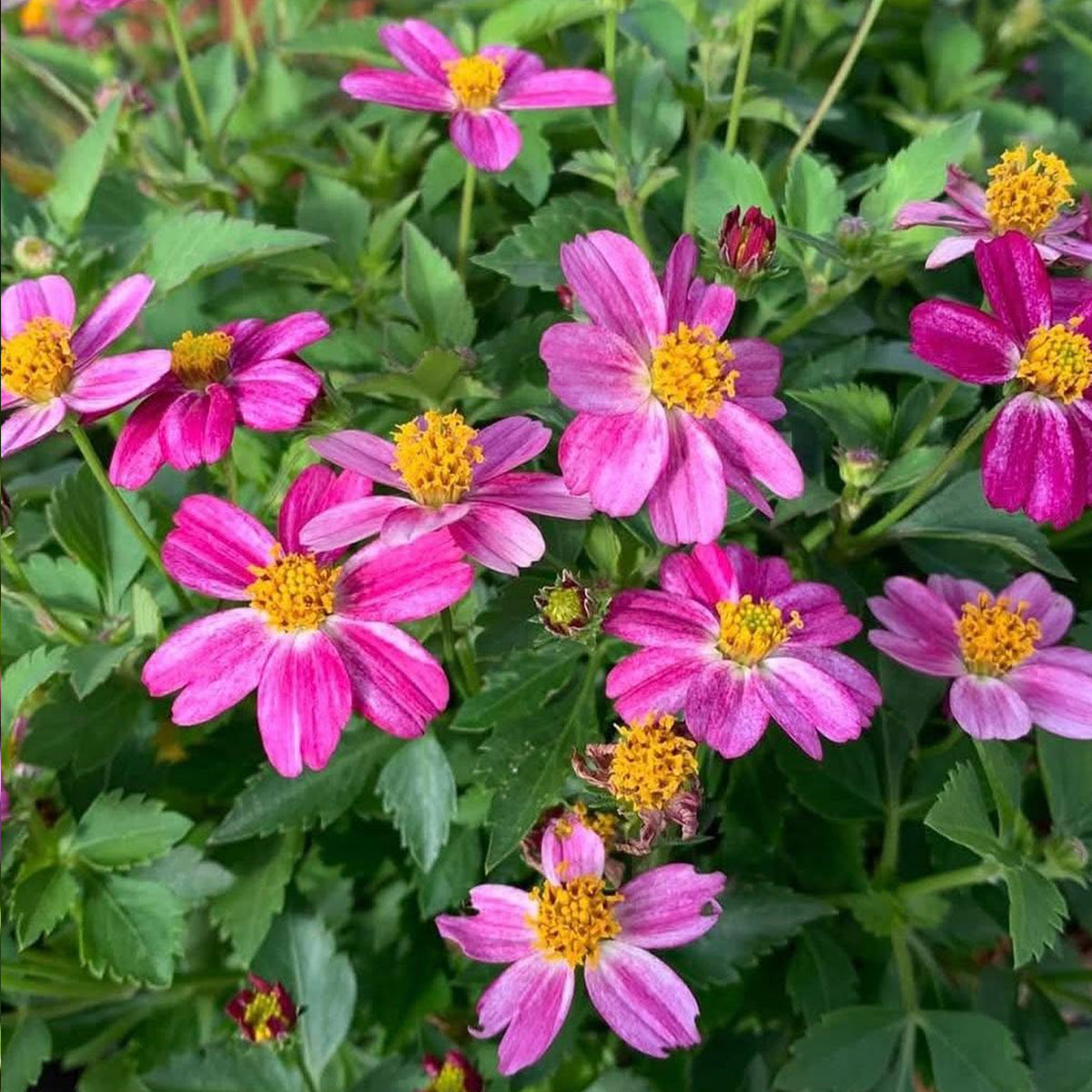 Bidens Ferulifolia 'Pretty In Pink' (Pretty In Pink Bidens)