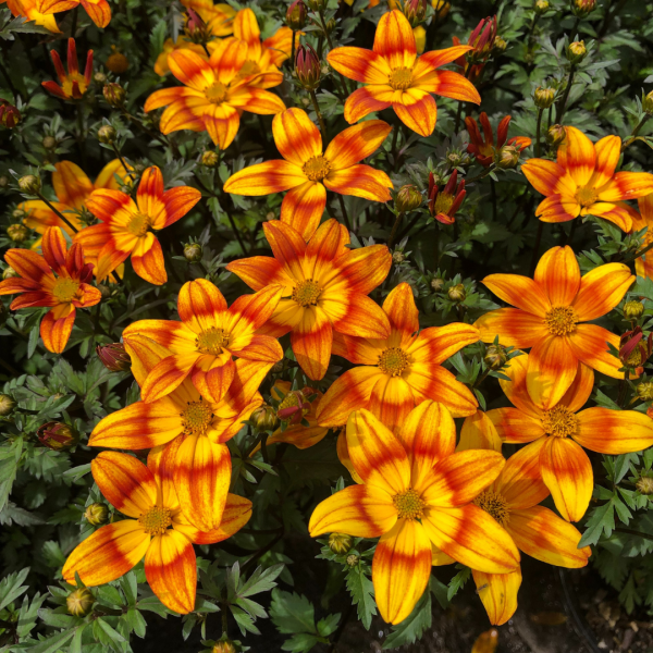 Bidens 'Bee Alive' (Bidens)