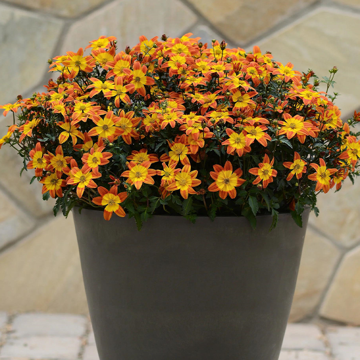 Bidens 'Bee Alive' (Bidens)