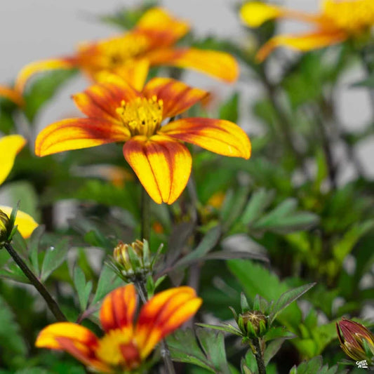Bidens 'Bee Alive' (Bidens)