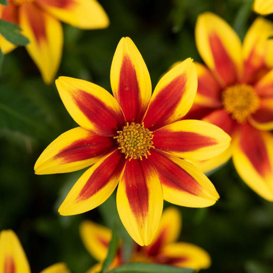 Bidens Ferulifolia 'Blazing Star' (Bidens)