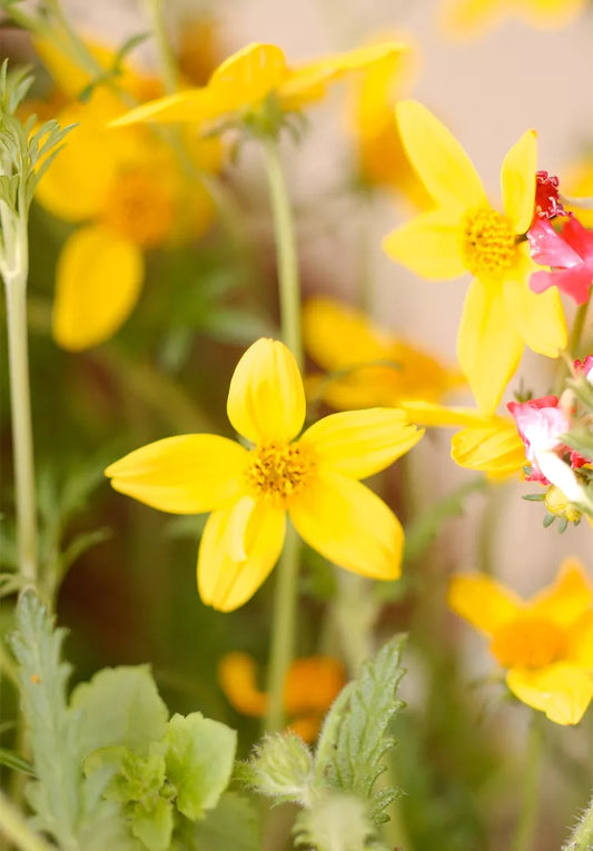Bidens Ferulifolia (Bidens)