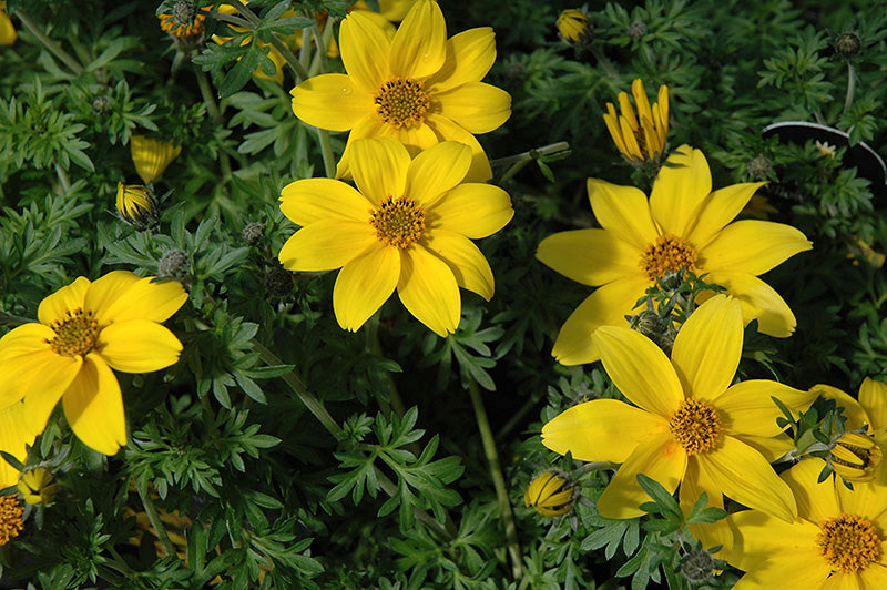 Bidens Ferulifolia (Bidens)