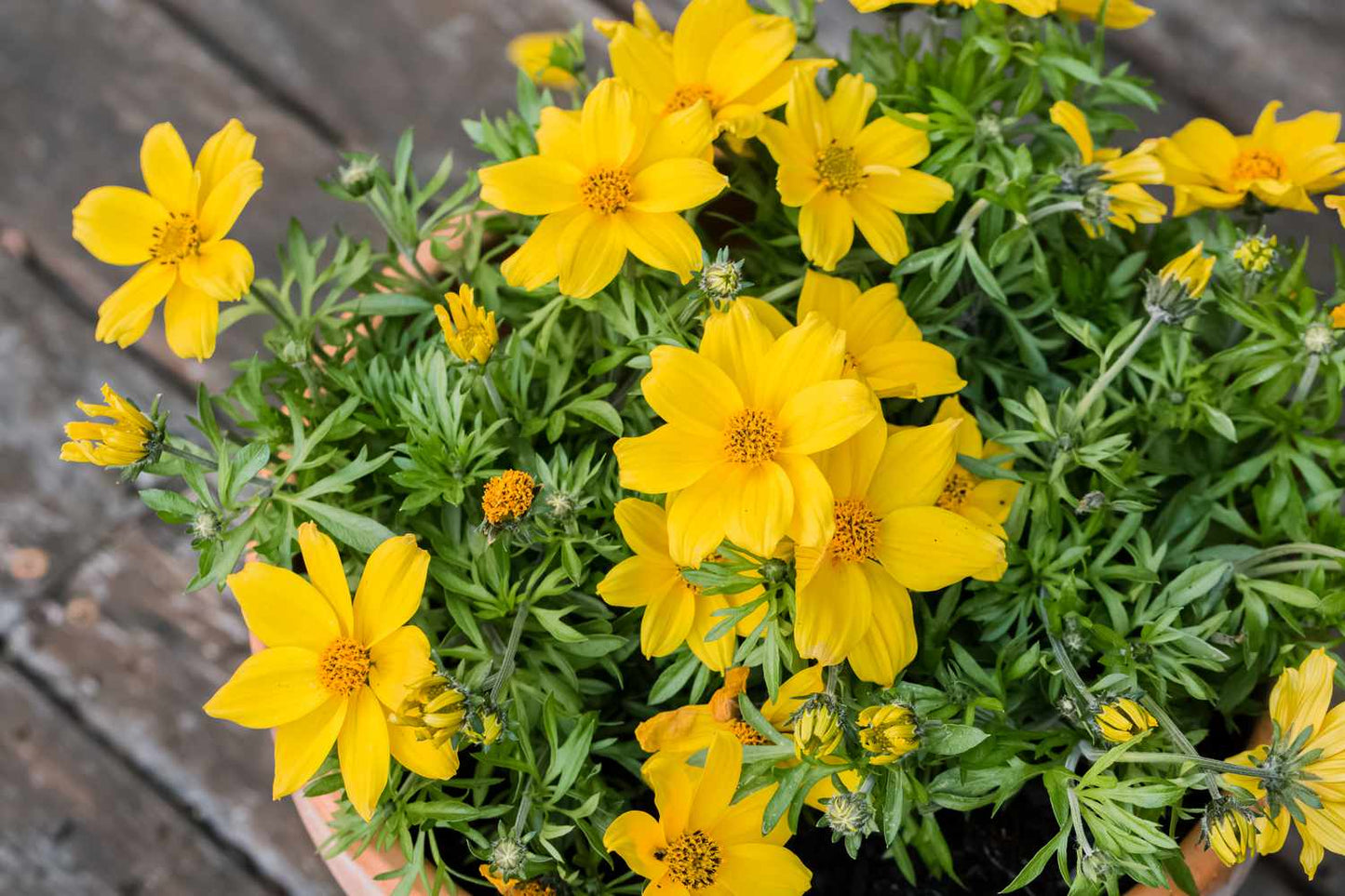 Bidens Ferulifolia (Bidens)
