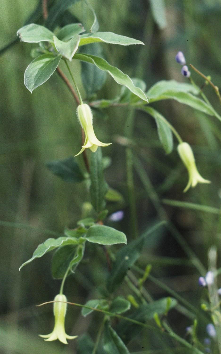 Billardiera Mutabilis (Apple Berry)