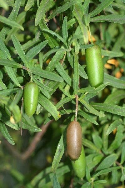 Billardiera Mutabilis (Apple Berry)