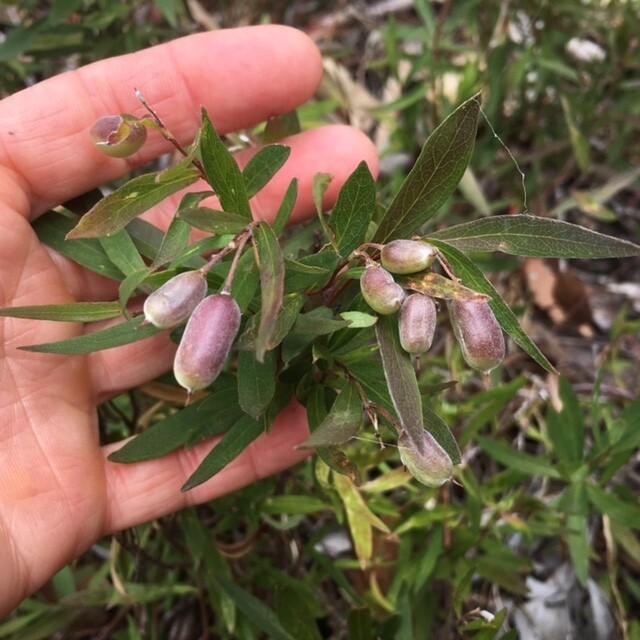 Billardiera Scandens (Apple Berry)