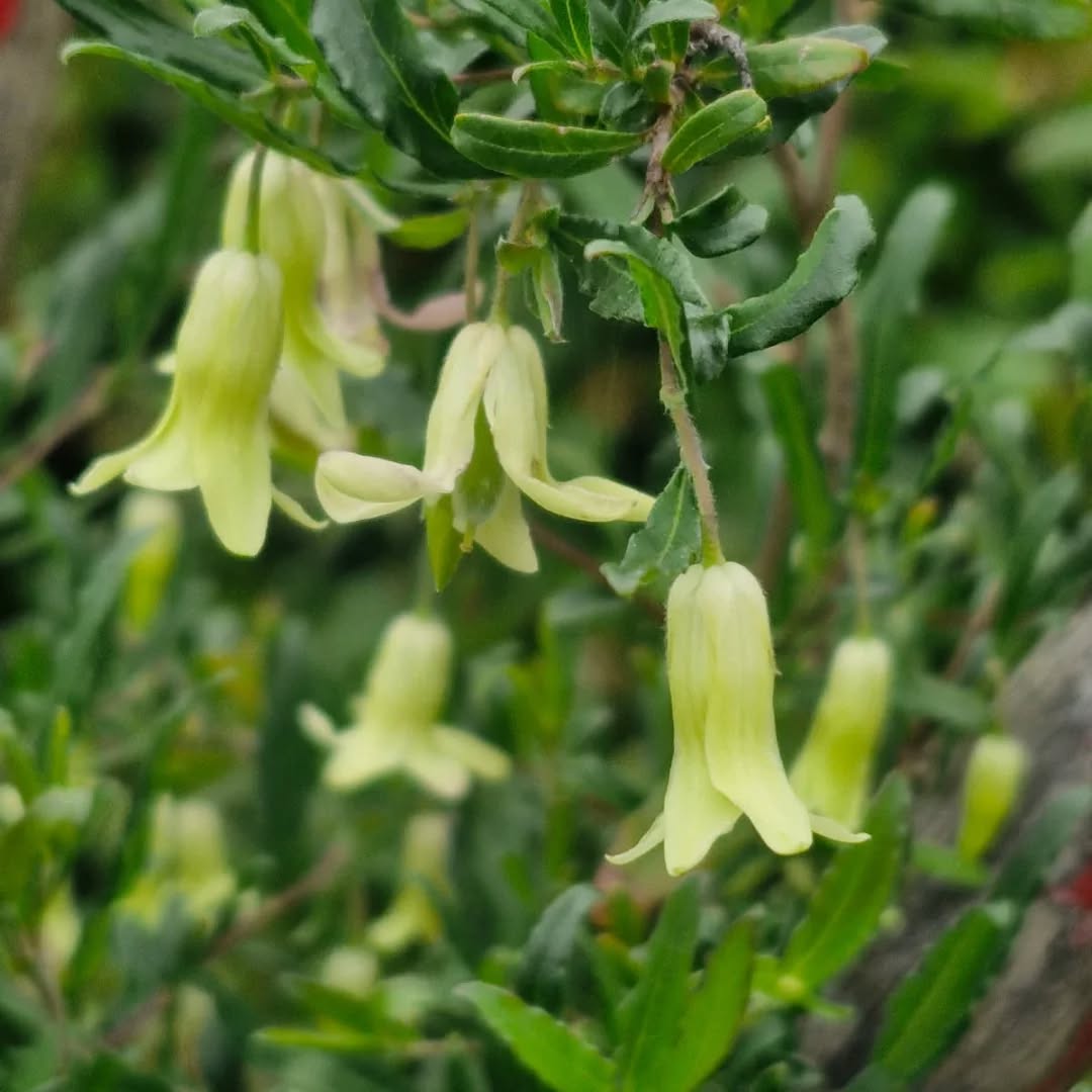 Billardiera Scandens (Common Apple Berry)