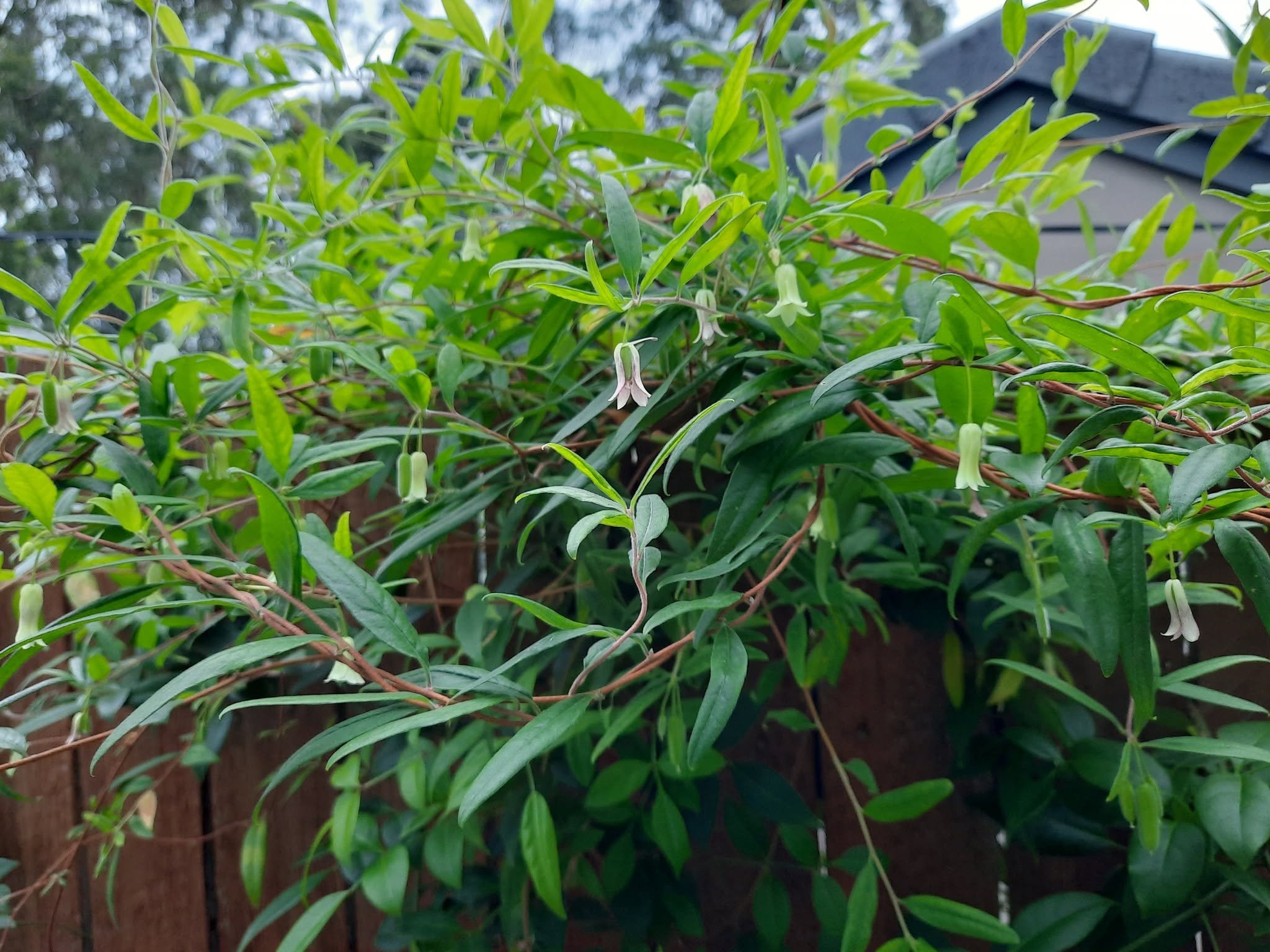 Billardiera Scandens (Common Apple Berry)