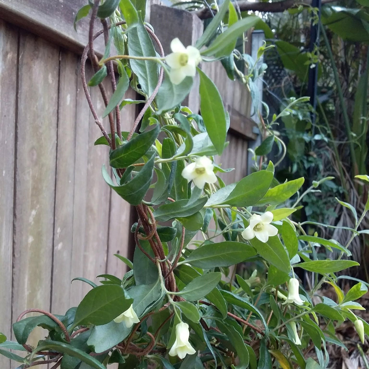 Billardiera Scandens (Common Apple Berry)