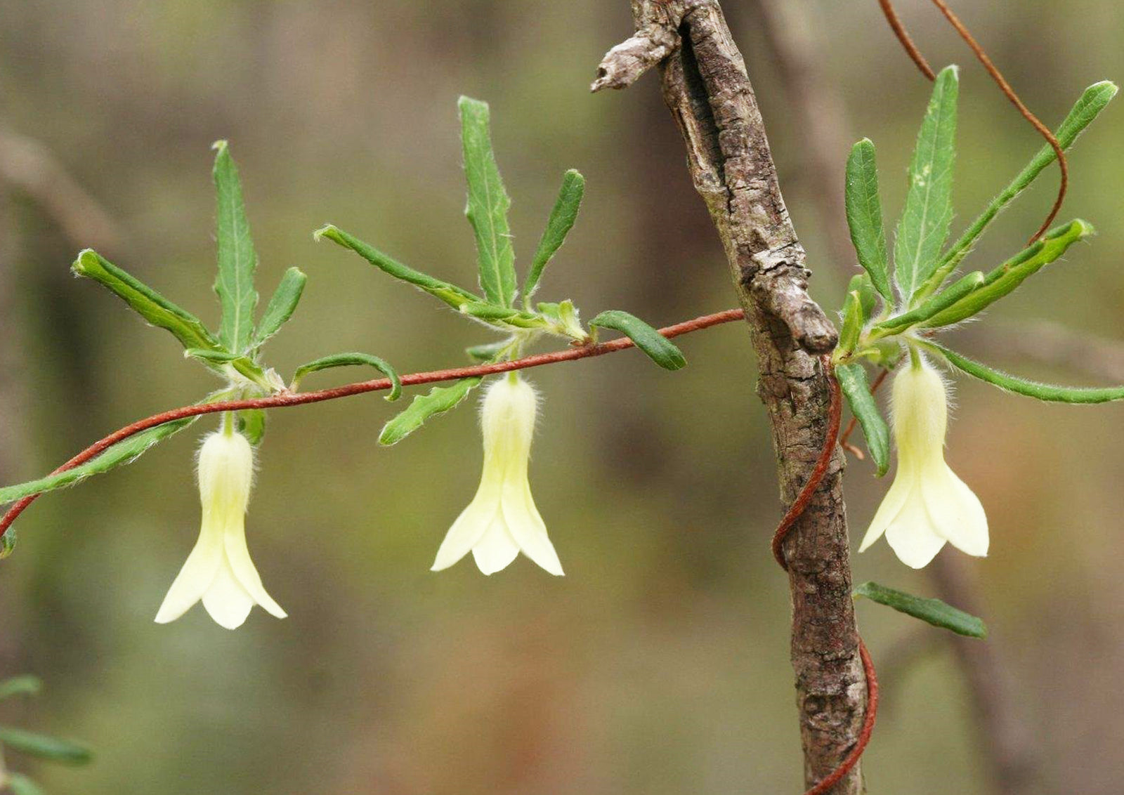 Billardiera Scandens (Apple Berry)