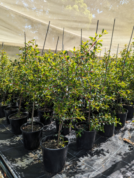 Syzygium australe ‘Select’ (Select Lilly Pilly)