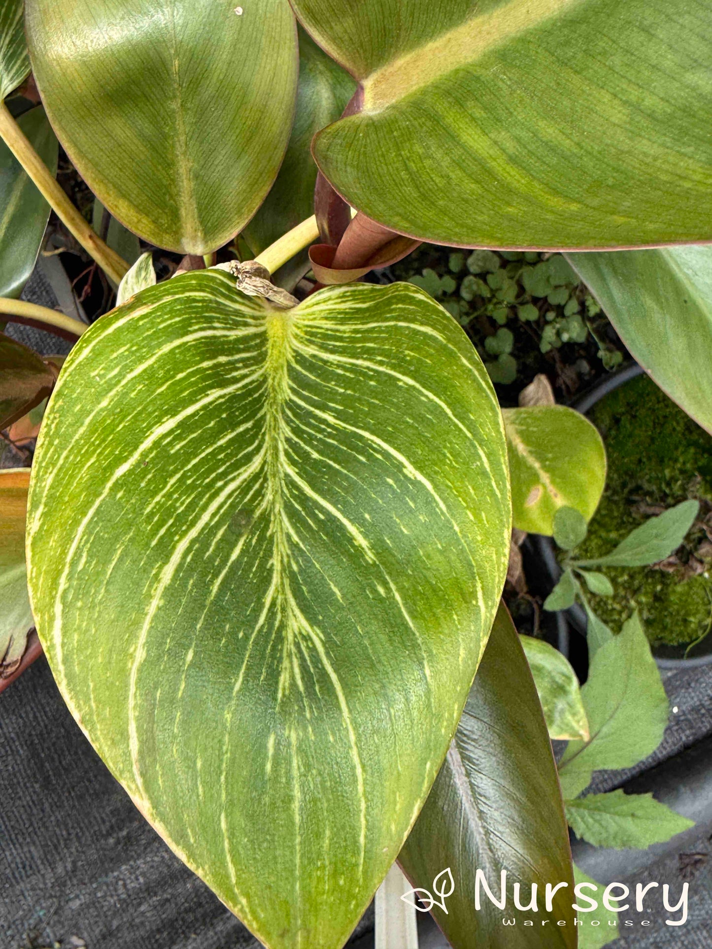 Philodendron Rojo Congo (Reverted Birken, some still have Birkin variation, various heights 20cm + high)