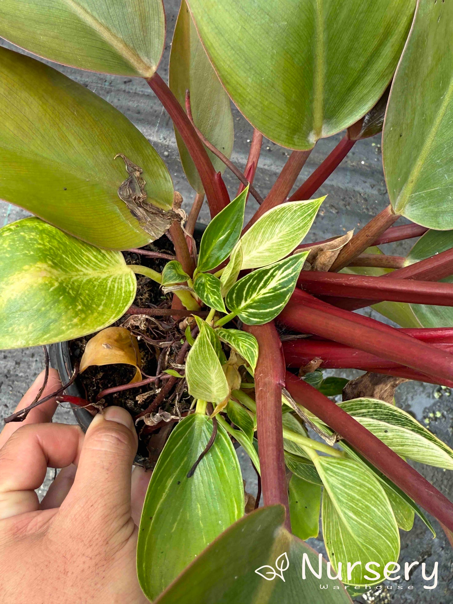 Philodendron Rojo Congo (Reverted Birken, some still have Birkin variation, various heights 20cm + high)
