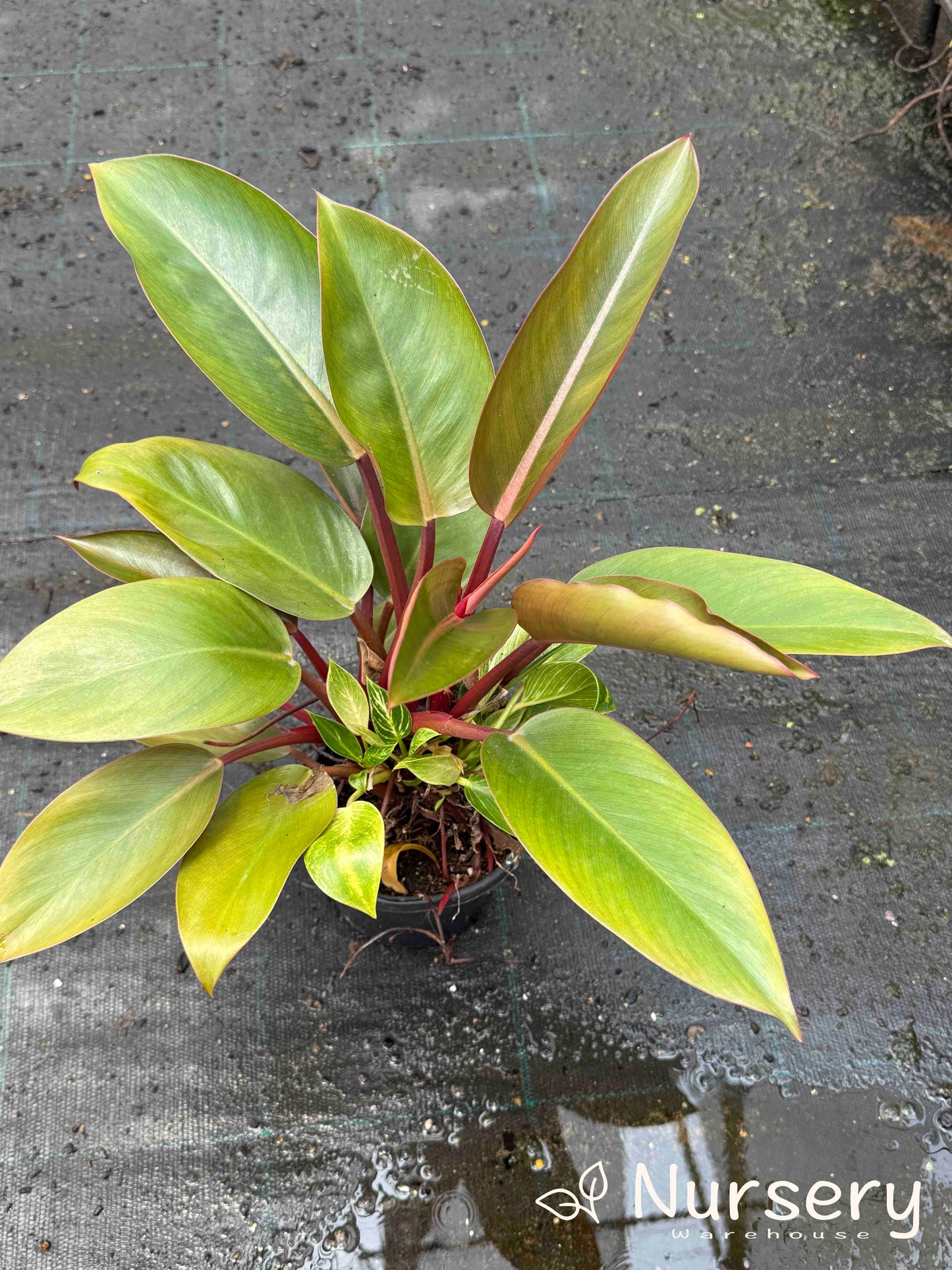 Philodendron Rojo Congo (Reverted Birken, some still have Birkin variation, various heights 20cm + high)