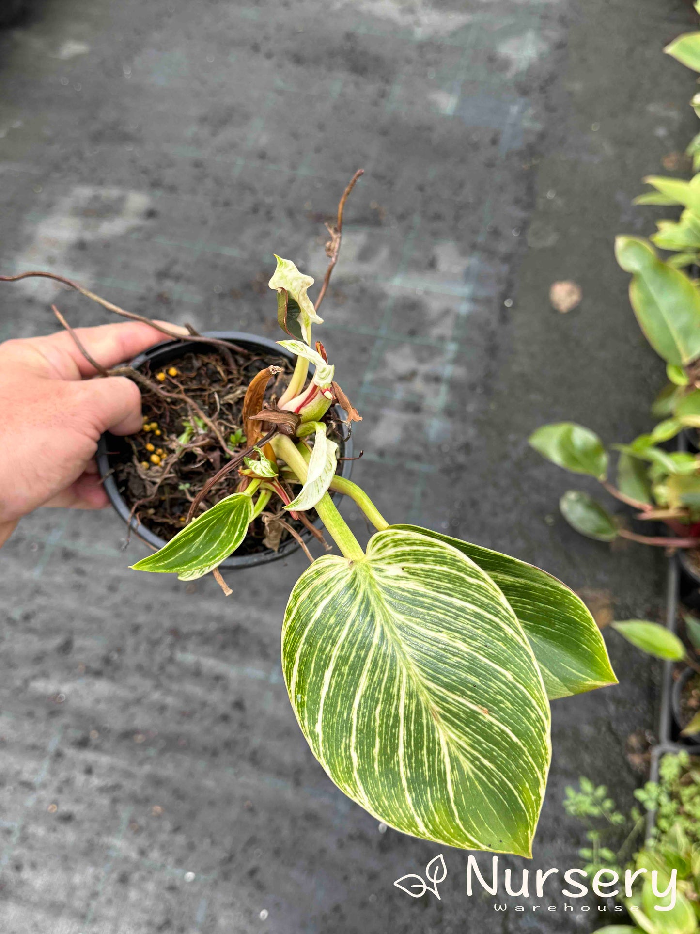 Philodendron Rojo Congo (Reverted Birken, some still have Birkin variation, various heights 20cm + high)