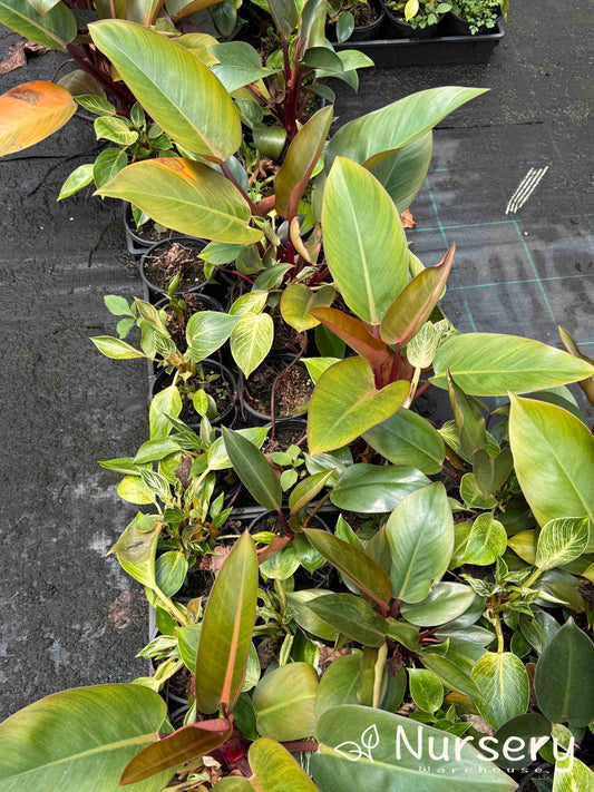 Philodendron Rojo Congo (Reverted Birken, some still have Birkin variation, various heights 20cm + high)