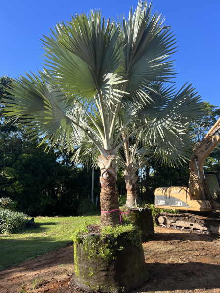 Bismarckia Nobilis (Bismarck Palm)