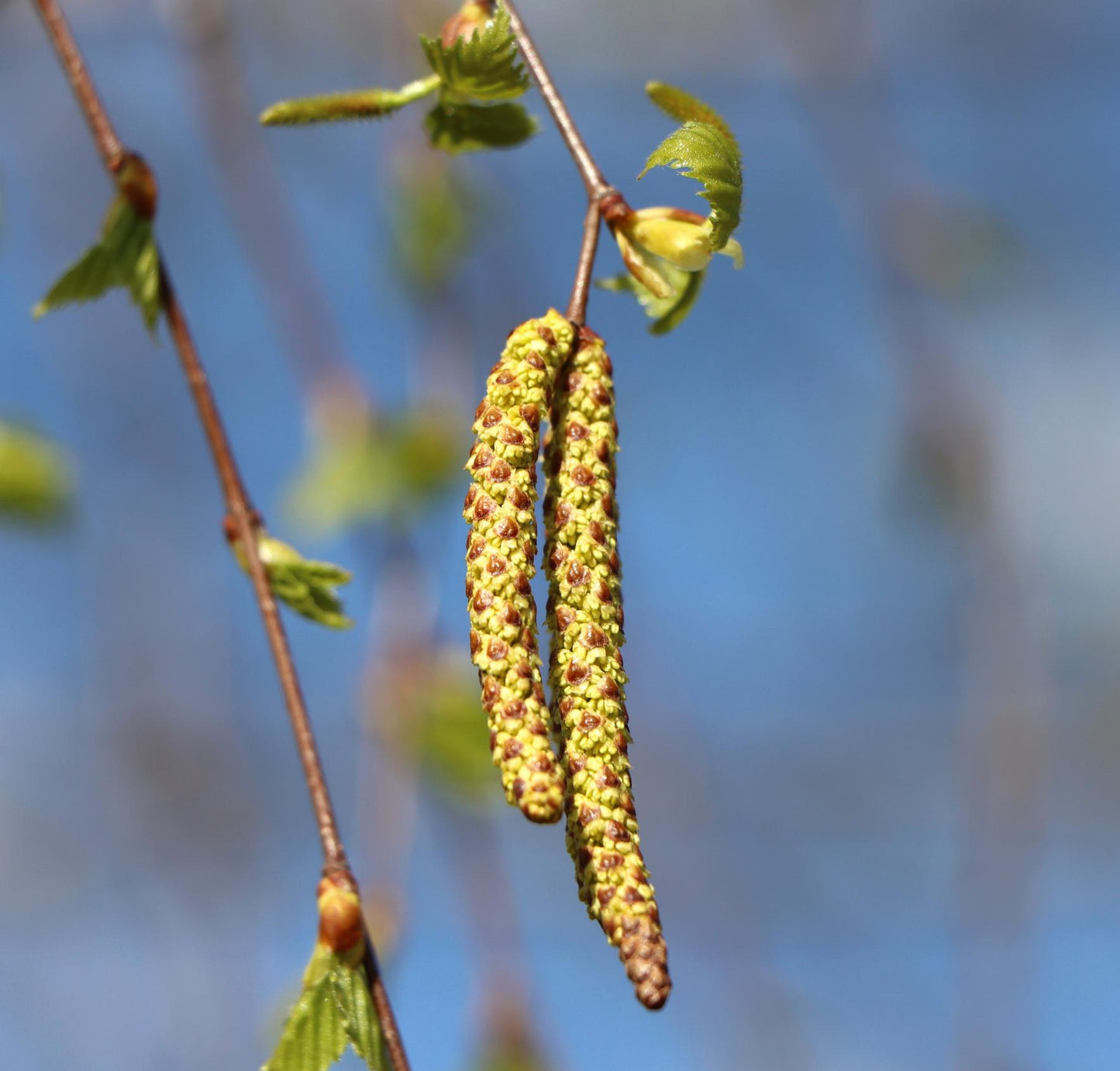 Betula Pendula ‘Alba’ (Silver Birch)