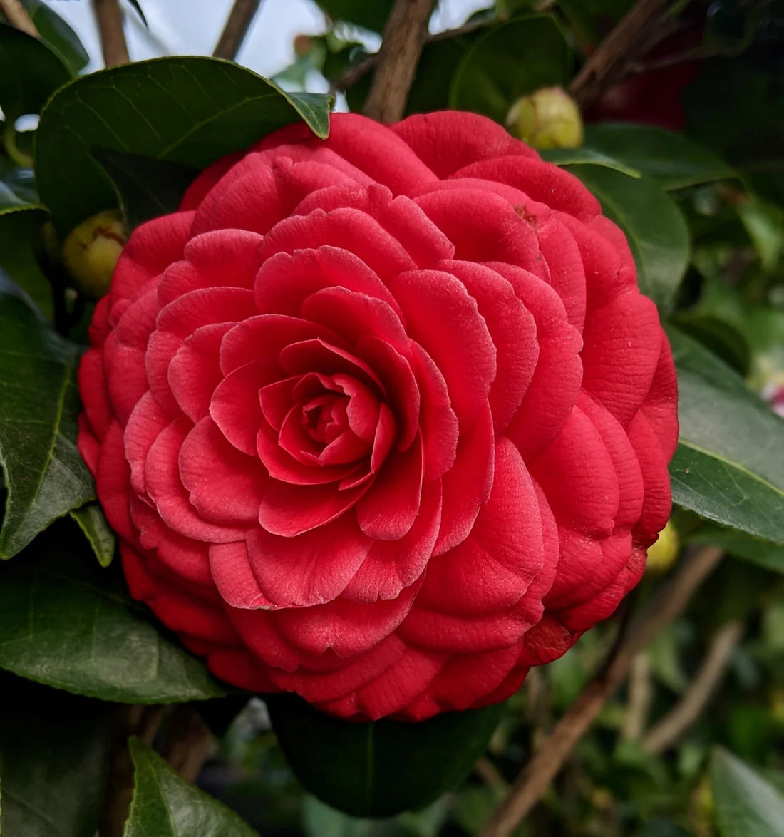 Camellia japonica ‘Black Tie’ (Japanese Camellia)