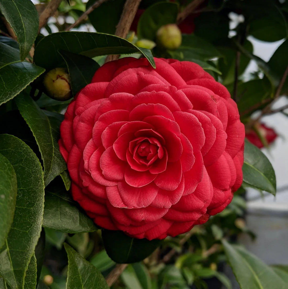 Camellia japonica ‘Black Tie’ (Japanese Camellia)