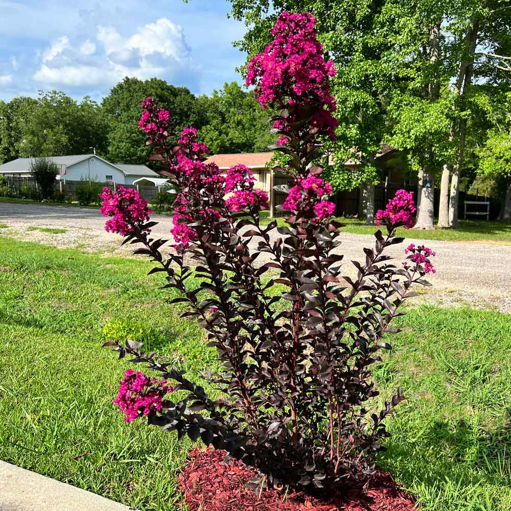 Lagerstroemia ‘Black Diamond® Mystic Magenta’ (Crape Myrtle)