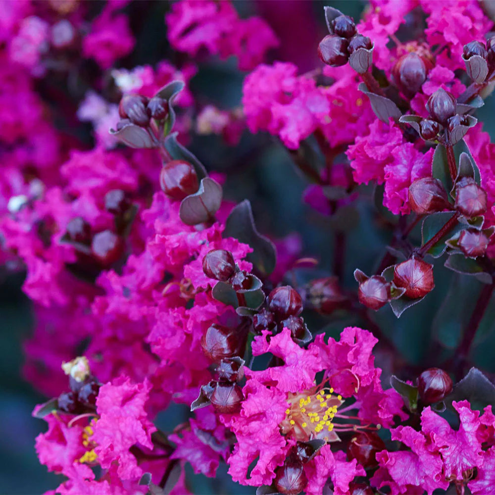 Lagerstroemia ‘Black Diamond® Mystic Magenta’ (Crape Myrtle)