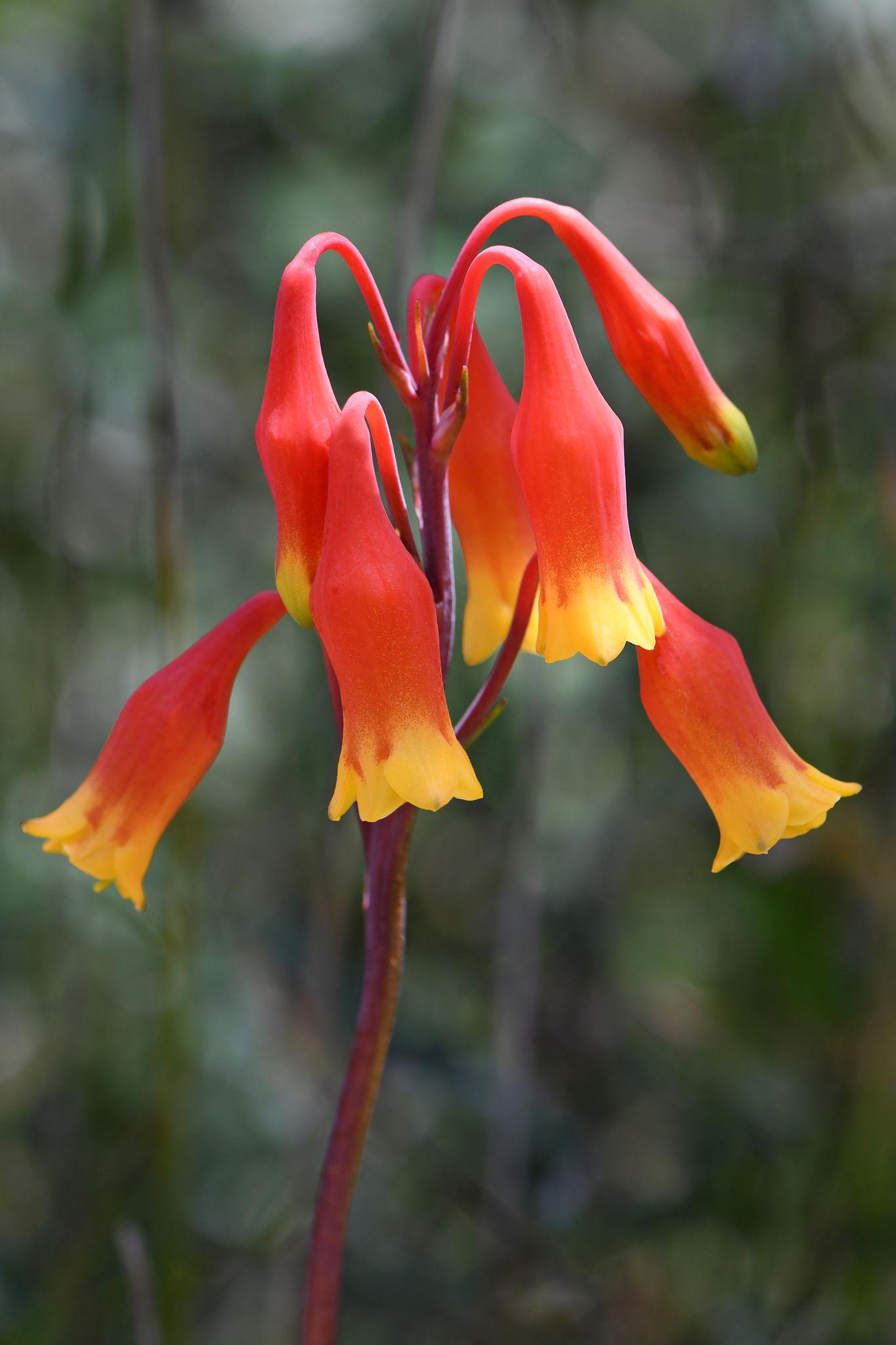 Blandfordia Nobilis (Christmas Bells)