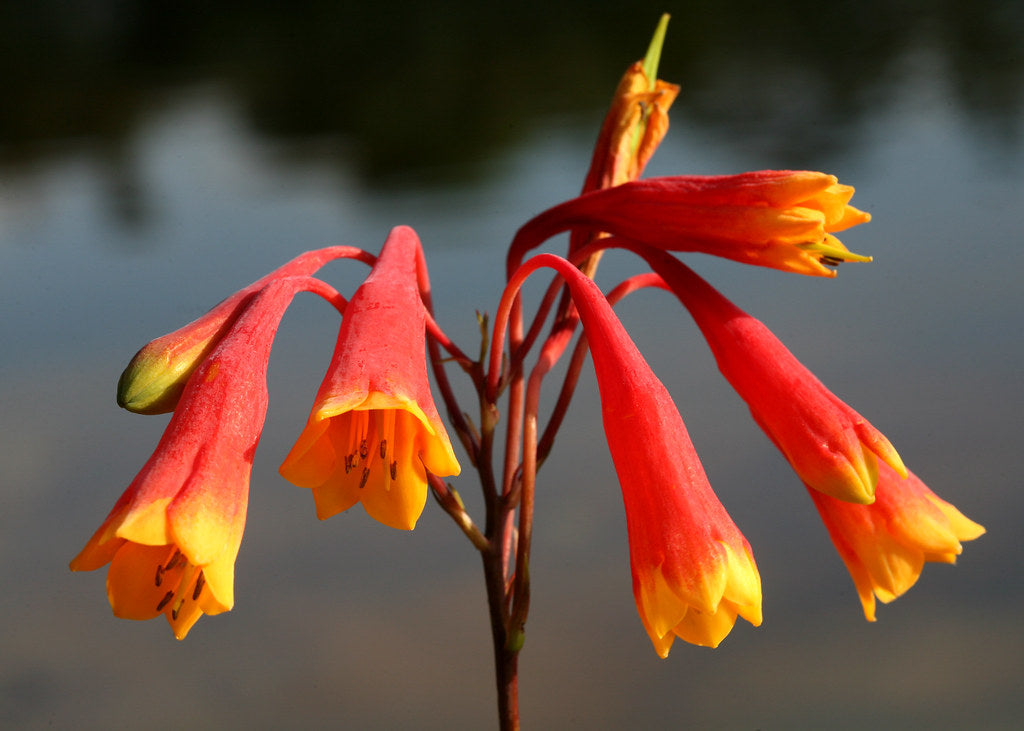 Blandfordia Nobilis (Christmas Bells)
