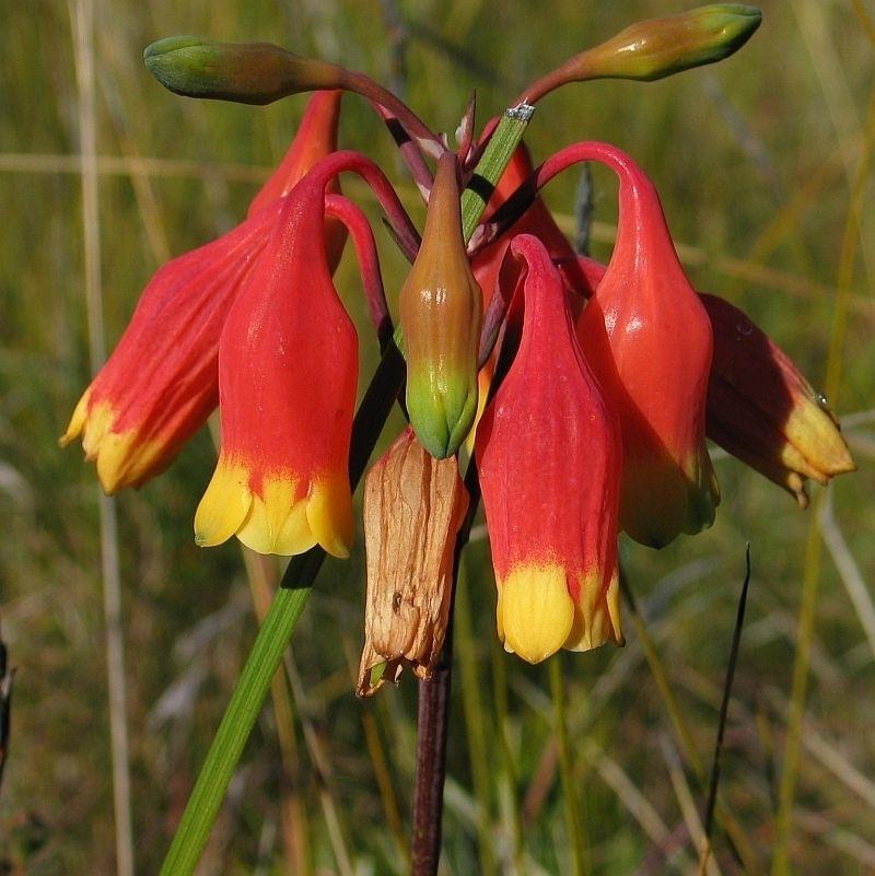 Blandfordia Nobilis (Christmas Bells)