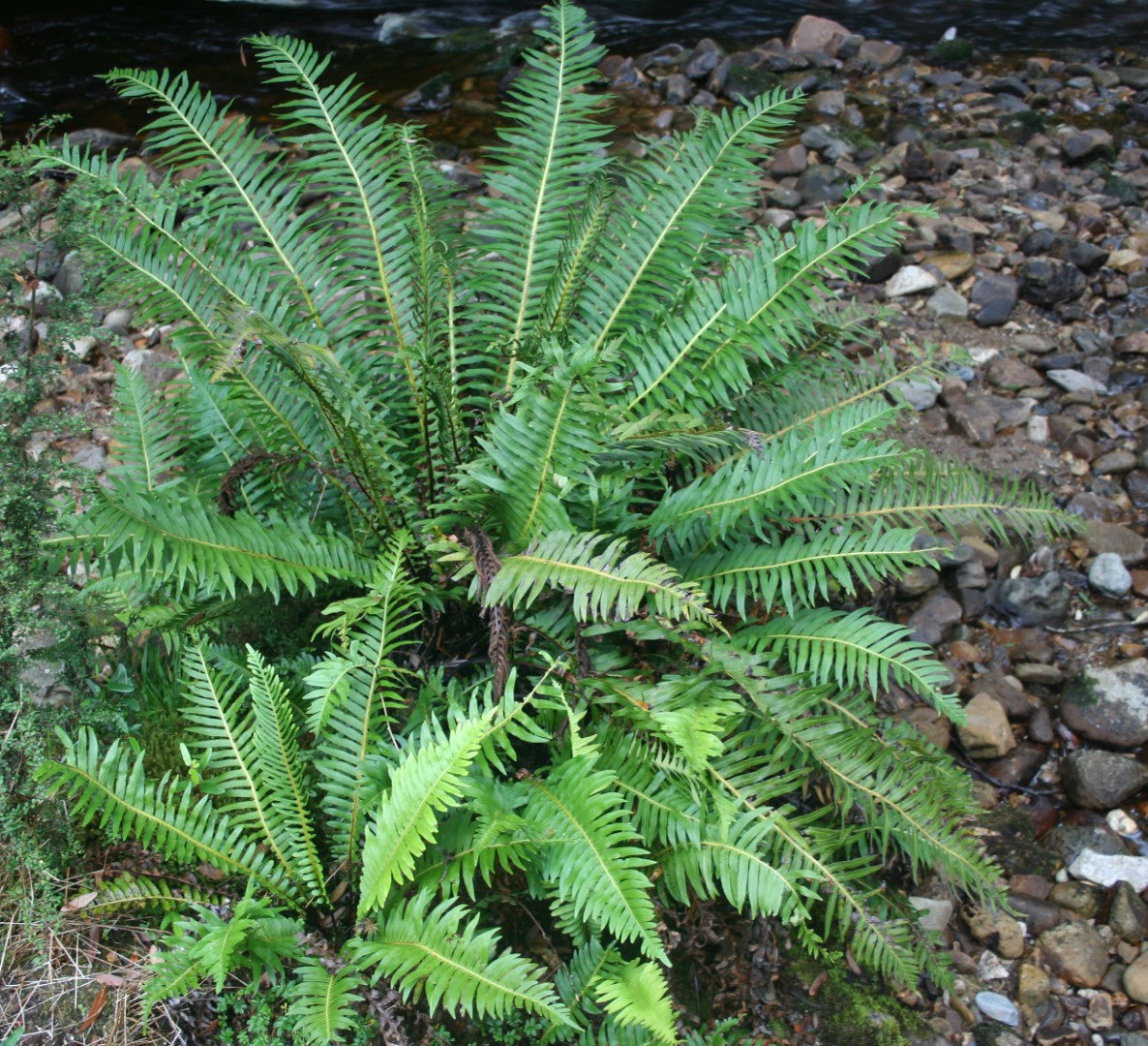 Blechnum Nudum (Fishbone Water Fern)